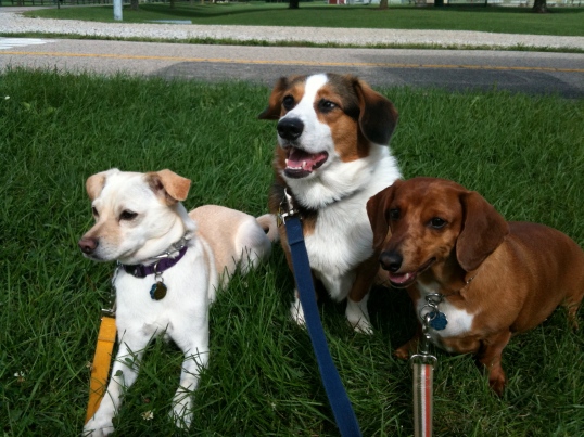 Josie, Waldo (RIP), and Cedric (my mom's dog).